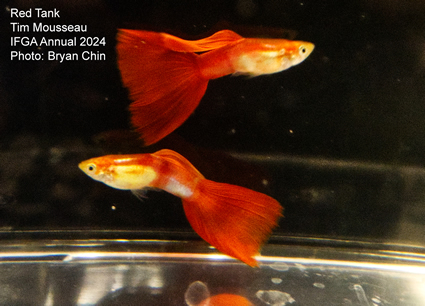 guppy red